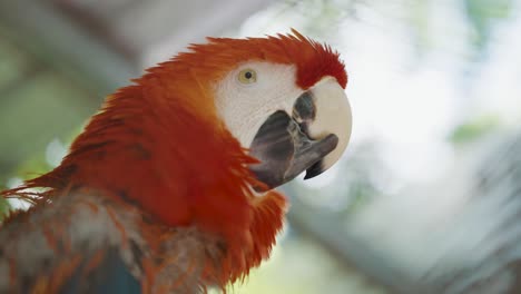 Wet-Scarlet-Macaw-parrot-shaking-its-head