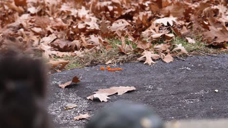 A-squirrel-nearby-in-the-frame-sits-out-of-focus-during-a-late-autumn-day