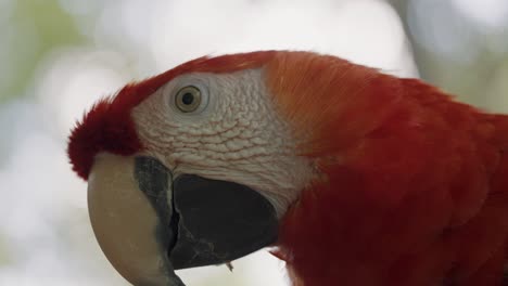 Makro:-Roter-Ara-Papagei,-Der-Bei-Sonnenlicht-In-Der-Natur-Ruht