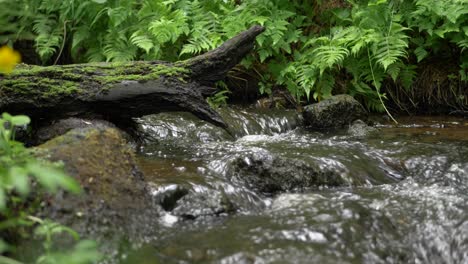 Beautiful-relaxing-creek-surrounded-by-green-thick-vegetation-4k