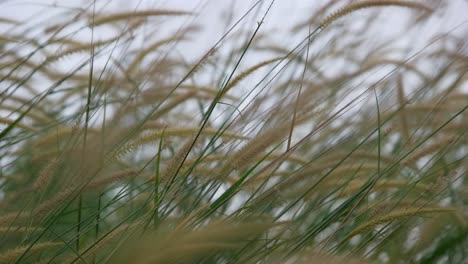 4k-reed-grass-in-the-wind-during-the-day