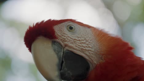 Macro-footage-of-Macaw-Parrot-looking-into-camera-and-turning-head-in-slow-motion