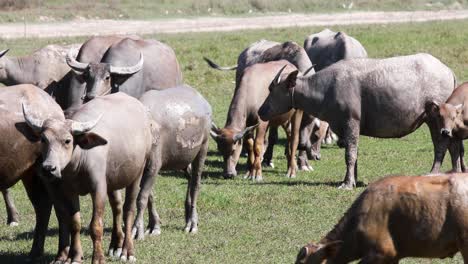 4k-Herde-Thailändischer-Büffel,-Die-Auf-Einem-Feld-In-Thailand-Spazieren