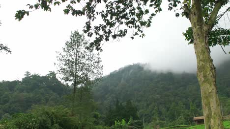 4k-Neblige-Grüne-Berge-Mit-Einem-Baum-Im-Vordergrund