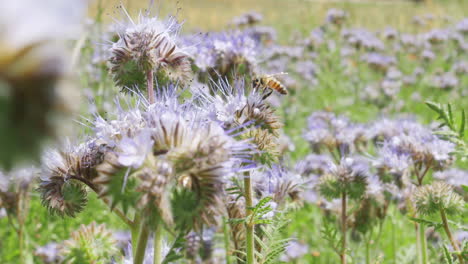 Aufschlussreiche-Bienen-Auf-Blütenblumenfeldern,-Die-Pollen-Sammeln