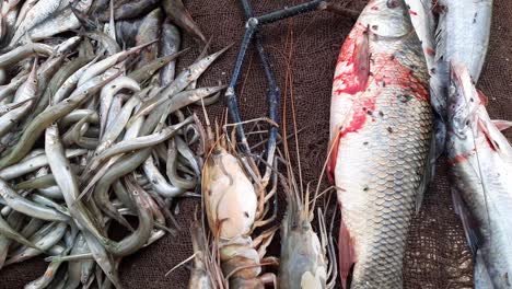 Diferentes-Tipos-De-Pescado-En-El-Mercado-De-Pescado-Para-La-Venta