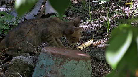 A-famished-juvenile-neighborhood-cat-foraging