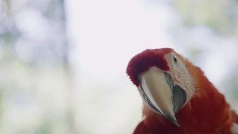 Scarlet-Macaw-Bird-Parrot-Looking-Curious-Inside-Aviary---close-up