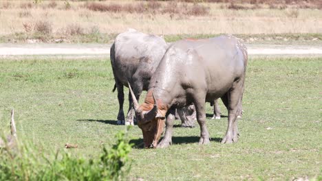 4k-Thailändischer-Büffel,-Der-Auf-Gras-Auf-Einem-Bauernhoffeld-Weidet,-Das-Mit-Nassem-Schlamm-In-Thailand-Bedeckt-Ist