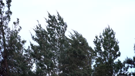 Conifer-Tree-Branches-Swaying-In-The-Wind-Against-Clear-Sky---low-angle-shot