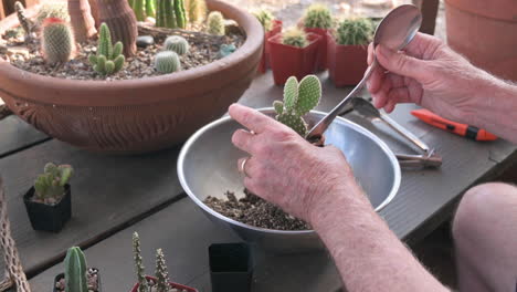 Male-repots-small-cacti-plant-into-bigger-terra-cotta-pots