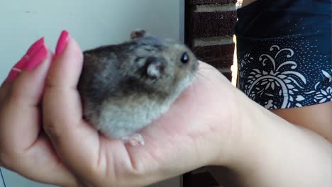 Gray-hamster-sitting-on-the-hands-of-a-woman---Close-up-Handheld-Shot