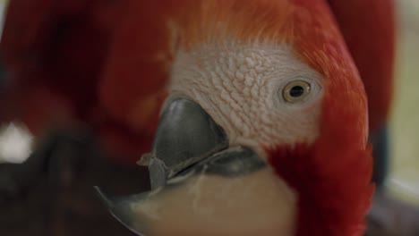 Close-Up-Of-A-Scarlet-Macaw's-Head-With-Eyes-Open