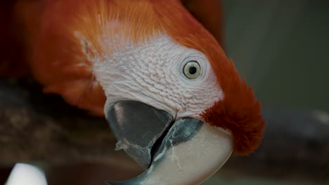 Cute-Red-Macaw-Parrot-Found-In-national-park-of-Amazon---Close-Up
