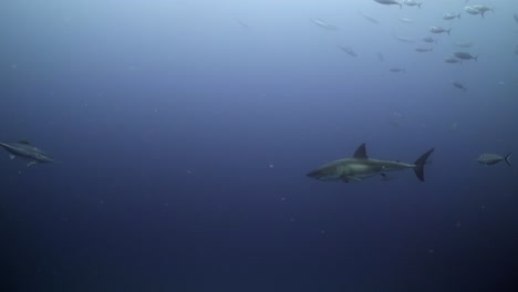 Gran-Tiburón-Blanco-Con-Cicatrices-De-Batalla-Carcharodon-Carcharias-4k-Primer-Plano-De-Tiburón-Con-Cicatrices-Islas-Neptuno-Sur-De-Australia