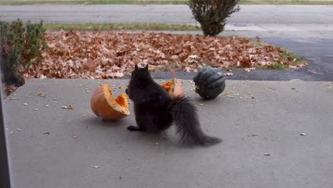 A-small-squirrel-takes-seeds-off-of-a-porch-in-autumn