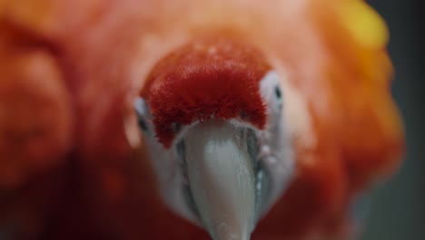 Close-Up-Of-Scarlet-Macaw-Parrot-Looking-At-The-Camera