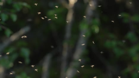 Backlit-Swarm-of-Mosquitos,-summer-in-Lapland-Finland-4k