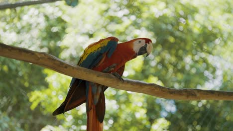Bastante-Colorido-Guacamayo-Ara-Posado-En-La-Rama-De-Un-árbol-En-La-Selva-Amazónica-Durante-El-Verano