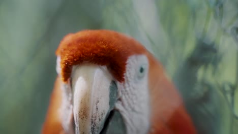 A-Closeup-Of-The-Face-Of-A-Scarlet-Macaw