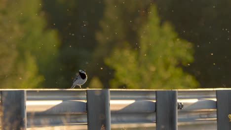 Wagtail-sitting-on-road-railing-in-northern-Sweden