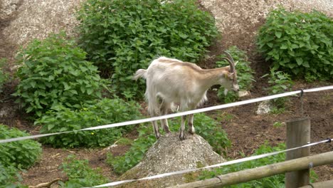 Domesticated-goat-standing-on-a-stone-inside-of-an-enclosure