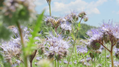 Bienenwespe,-Die-Nektar-Und-Pollen-Sammelt,-Die-Auf-Einer-Blütenblume-In-Einer-Natürlichen-Landschaft-Auf-Der-Grünen-Wiese-Sitzen