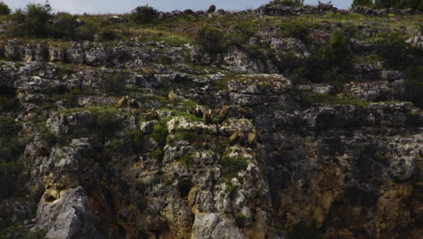 Committee-Of-Griffon-Vultures-On-Rocky-Cliff-At-The-Gorge-Of-Duraton-River