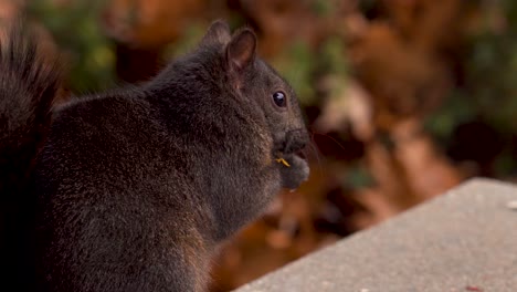 Extreme-Nahaufnahme-Eines-Schwarzen-Eichhörnchens,-Das-Einen-Kürbiskern-Auf-Einer-Veranda-Isst