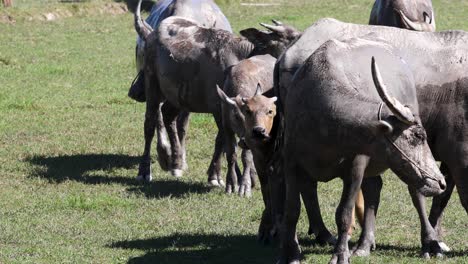 4k-Herde-Thailändischer-Büffel,-Die-In-Thailand-Auf-Dem-Feld-Herumlaufen
