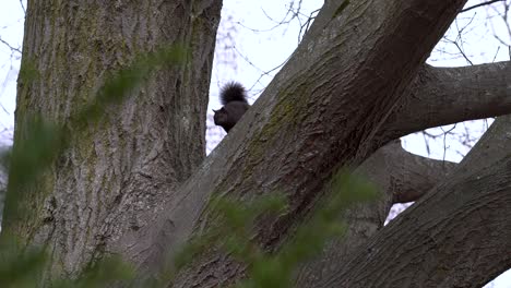 Ein-Eichhörnchen-Starrt-Von-Einem-Baum-Aus-In-Die-Kamera