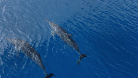 Dolphins-swimming-at-bow-of-boat-in-tropical-clear-blue-water,-slow-motion