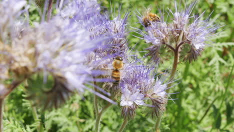 Nah-An-Paar-Bienen-Wespen-Sammeln-Nektar-Und-Polline-Von-Einer-Schönen-Blume-In-Voller-Blütezeit