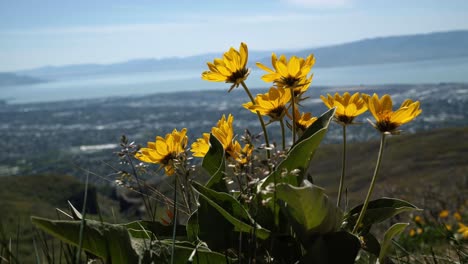 Bright-yellow-wildflowers-blowing-in-the-wind-in-the-rocky-mountains-of-Utah-near-Provo,-UT-with-Utah-Valley-and-Utah-Lake-in-the-background-below-on-a-sunny-warm-spring-day