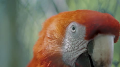 Scarlet-Macaw-Parrot-Head-Shot---close-up