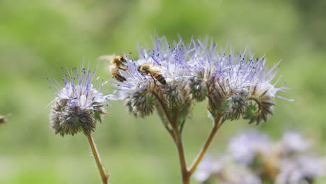 Bees-group-team-work-gathering-pollen-from-the-flowers-they-land-on-with-their-tiny-hairs,-and-later-passing-it-onto-the-next