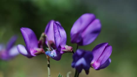 Makro-Nahaufnahme-Von-Wunderschönen-Violetten-Wildblumen,-Die-An-Einem-Warmen,-Sonnigen-Frühlingstag-Auf-Der-Bergseite-Der-Rocky-Mountains-In-Der-Nähe-Von-Provo-Wachsen