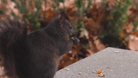 Ein-Eichhörnchen,-Das-In-Nahaufnahme-Isst