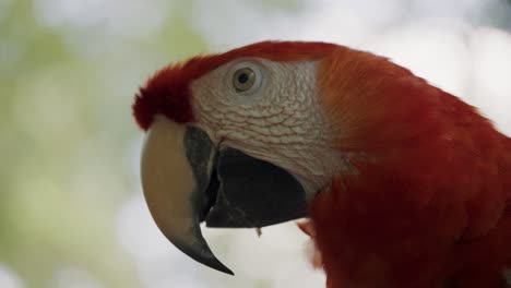 Close-up-shot-of-wild-red-ara-Macaw-Parrot-relaxing-in-front-of-green-jungle-background
