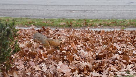 Ein-Nordamerikanisches-Eichhörnchen,-Das-Im-Herbst-In-Den-Blättern-Herumtollt