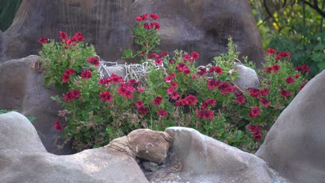 beautiful-red-flowers-hd-4k