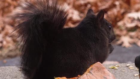 Extreme-Nahaufnahme-Eines-Eichhörnchens-Im-Herbst,-Aufgenommen-In-Muskegon,-Mi-Im-Herbst-2020