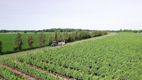 Spraying-Vineyards---Operator-Rides-On-Agricultural-Tractor-To-Work-And-Spray-Chemicals-On-Green-Vines-Of-Grapes
