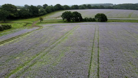 Echium-Ernte-Auf-Landwirtschaftlichen-Feldern-England-Drohnenaufnahmen