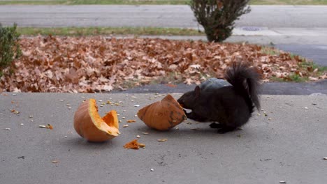 A-black-squirrel-consuming-squash-seeds-in-a-driveway