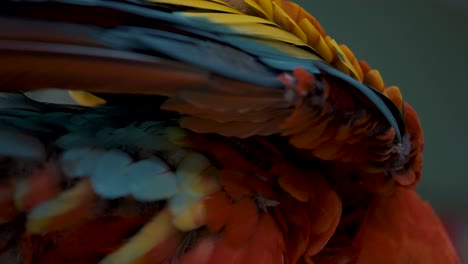Distinctive-vibrant-feathers-of-Scarlet-Macaw-parrot
