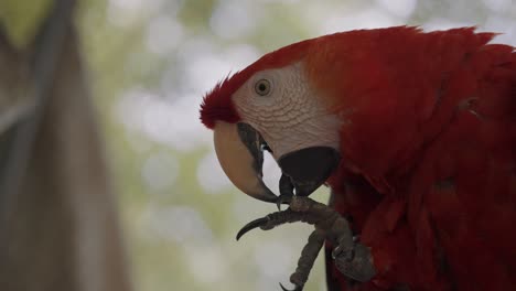Cute-red-macaw-parrot-biting-and-cleaning-own-legs-in-slow-motion,close-up