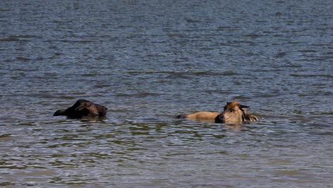 Imágenes-De-4k-Vacas-Tailandesas-Bañándose-En-Agua-En-Tailandia-En-Un-Día-Caluroso-Para-Refrescarse