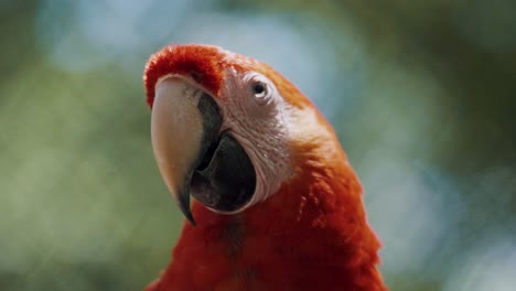 Slow-motion-portrait-showing-pretty-red-macaw-parrot-winking-with-eyes-outdoors-in-nature,-blurred-background
