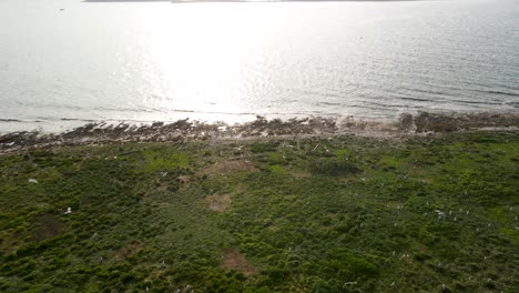 Flock-of-Seagulls-flying-over-seashore-land,-Dugi-Otok,-Croatia